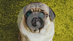 Puppy breed pug resting on the carpet, imitating the grass. photo