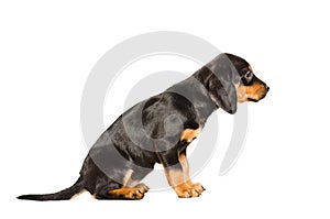 Puppy breed Slovakian Hound sitting side view