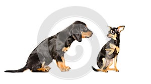 Puppy breed Slovakian Hound and Toy Terrier