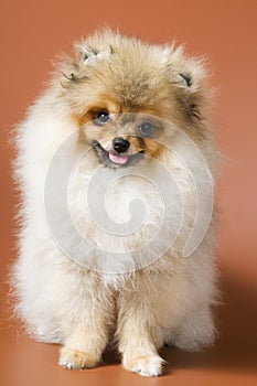 Puppy of breed a spitz-dog