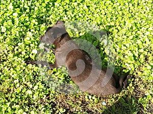 A puppy on a bright green grass.