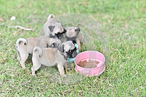 Puppy brown Pug eating feed in dog bowl