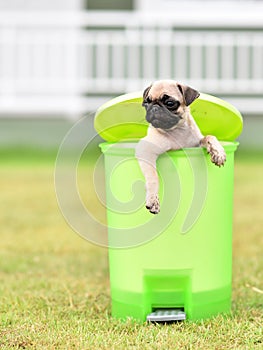 Puppy brown Pug with green bin