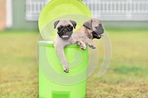 Puppy brown Pug with green bin