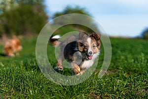 Puppy of Brown shetland sheepdog