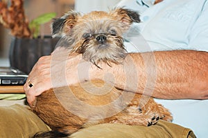 Puppy Brusselse Griffon lies delighted on her boss`s lap