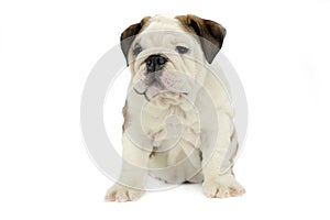 Puppy bulldog baby sitting in a white studio