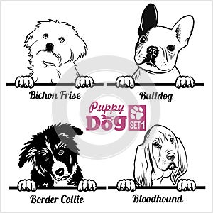 Puppy Bulldog, Border Collie, Bloodhound, Bichon Frise - Peeking Dogs - breed face head isolated on white photo