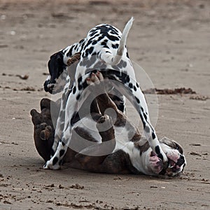 Puppy Bulldog playing with a puppy Dalmatian 