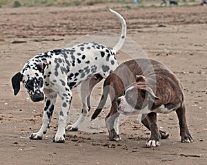 Puppy Bulldog playing with a puppy Dalmatian