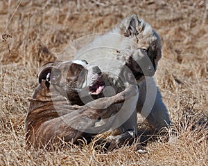 Puppy Bulldog and puppy Eurasier play on the beach