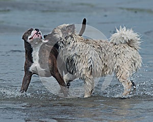 Puppy Bulldog and puppy Eurasier play on the beach