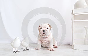 Puppy of a bulldog and two little birdies.