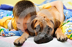 Puppy bullmastiff with boy