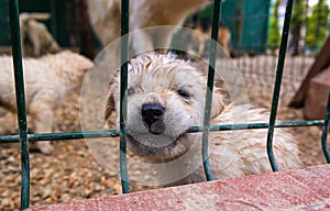 Puppy in a cage.