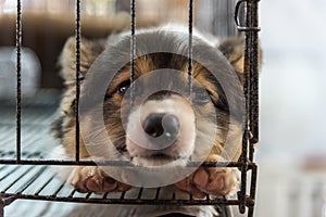 Puppy in cage dog with sadness