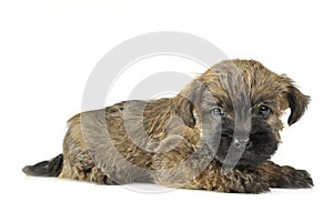 Puppy cairn terrier lying on the floor