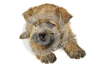 Puppy cairn terrier lying on the floor