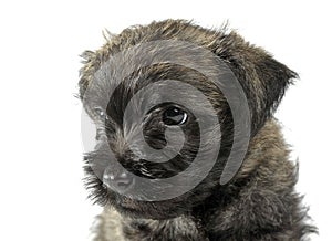 Puppy cairn terrier portrait in studio