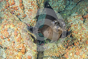 Puppy california sea lion playful underwater coming to you close up