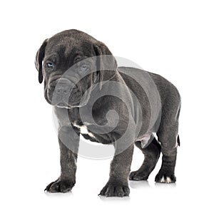 Puppy cane corso