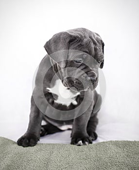 Puppy Cane Corso gray color on the background