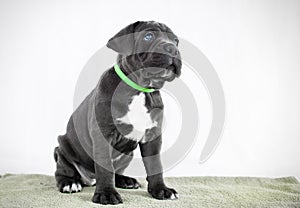 Puppy Cane Corso gray color on the background