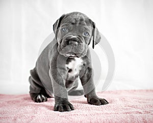 Puppy Cane Corso gray color on the background