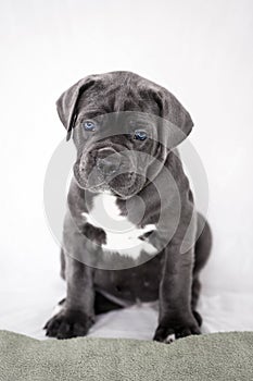 Puppy Cane Corso gray color on the background