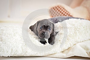 Puppy Cane Corso lies on a bed photo