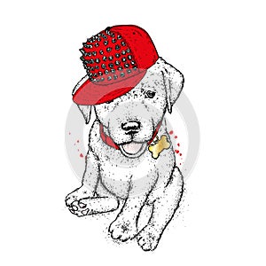 Puppy in a cap. Vector illustration for a postcard or a poster, print for clothes. Cute dog. Labrador. Clothes and accessories.