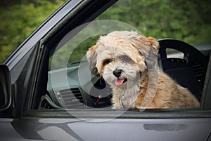 Puppy in a car window.