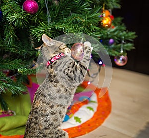 Puppy cat messing up the christmas tree