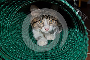 A puppy cat into a plastic net rolled up photo