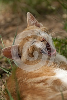 Puppy cat resting, yawning in the garden