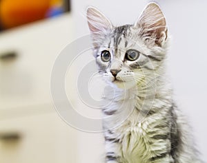 Puppy cat of siberian breed, silver version