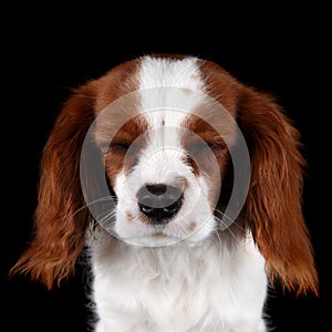 Puppy Cavalier King Charles Spaniel