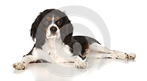 Puppy Cavalier King Charles Spaniel