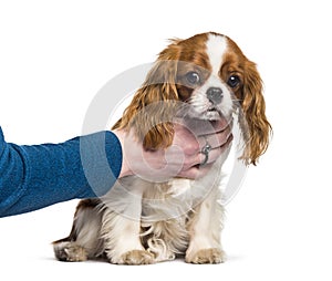 Puppy Cavalier King Charles Spaniel, dog, human hand