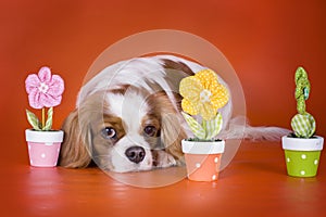 Puppy Cavalier King Charles Spaniel on orange isolated background