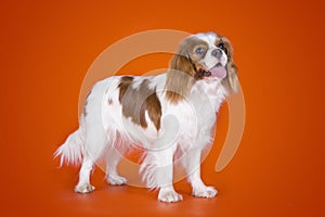 Puppy Cavalier King Charles Spaniel on orange isolated background