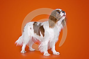 Puppy Cavalier King Charles Spaniel on orange isolated background