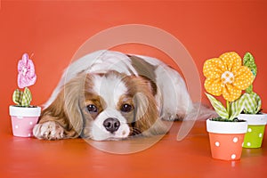 Puppy Cavalier King Charles Spaniel on orange isolated background