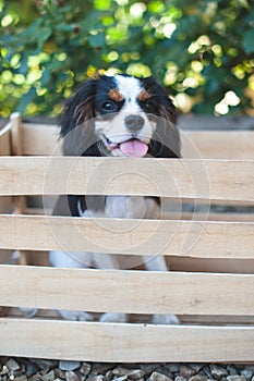 Puppy Cavalier King Charles Spaniel sits in a drawer