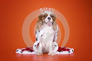 Puppy Cavalier King Charles Spaniel in a suit of the Queen on or