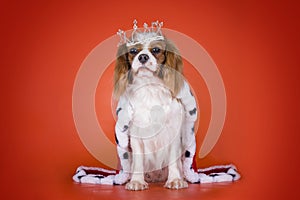 Puppy Cavalier King Charles Spaniel in a suit of the Queen on or