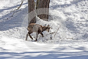 Puppy chamois, National Park, Aosta