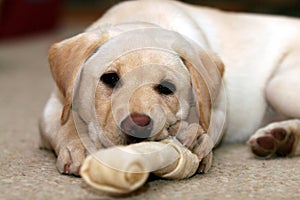 Puppy and Chew Toy photo