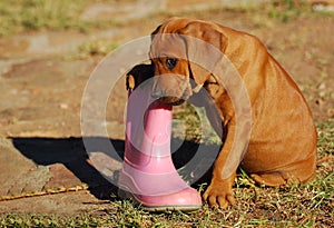 Puppy chewing on gum boot