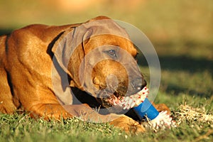 Puppy chewing toy img